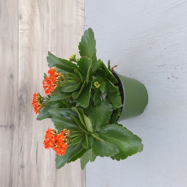 Orange: 6 inch pot